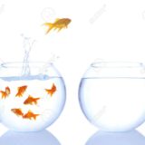 goldfish jumping out of a bowl