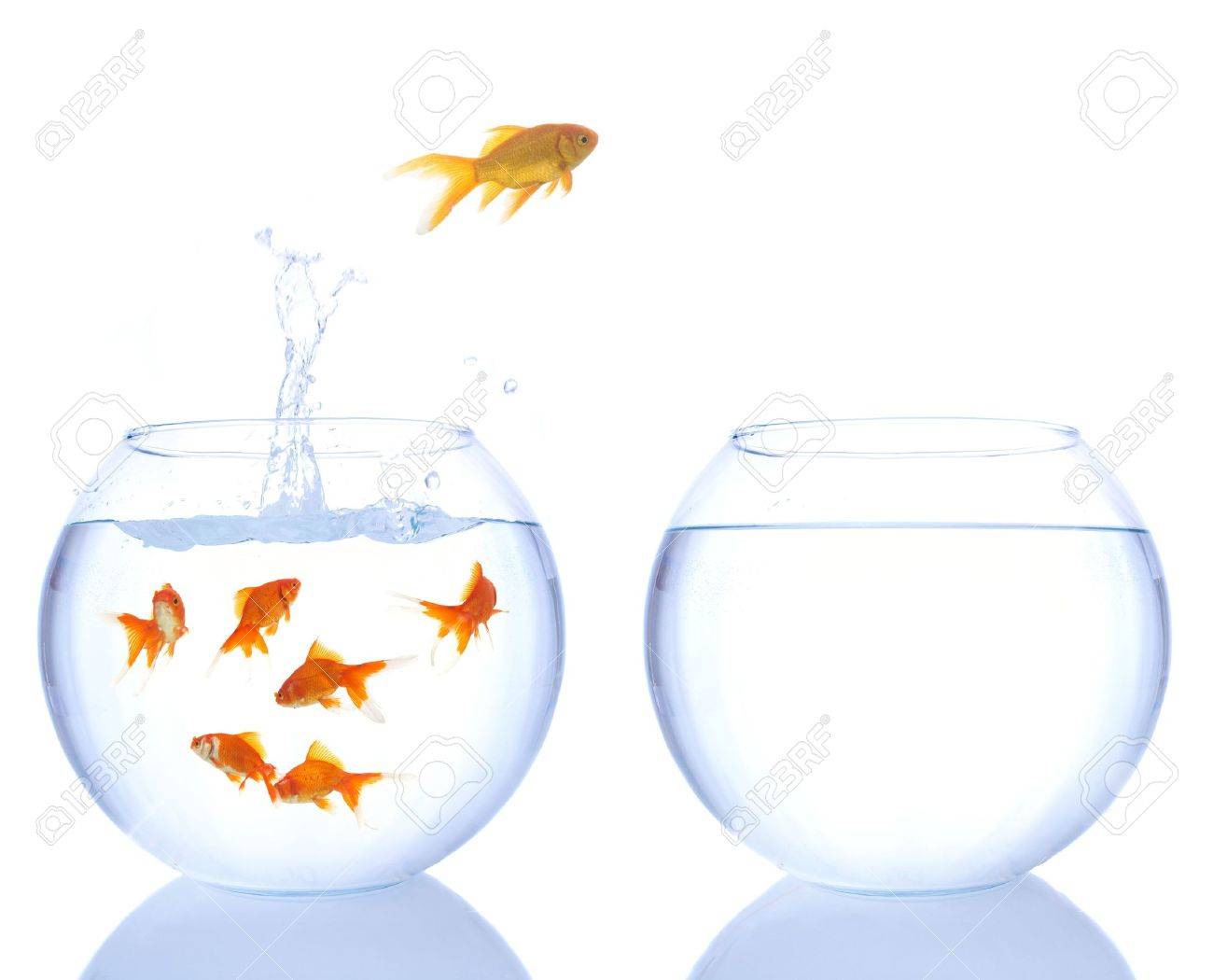 goldfish jumping out of a bowl