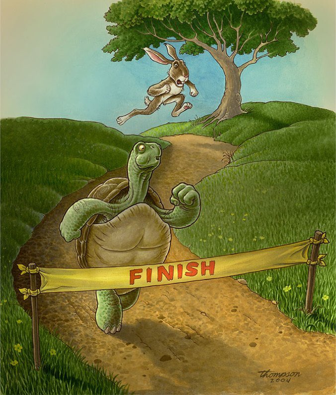 turtle wins the race